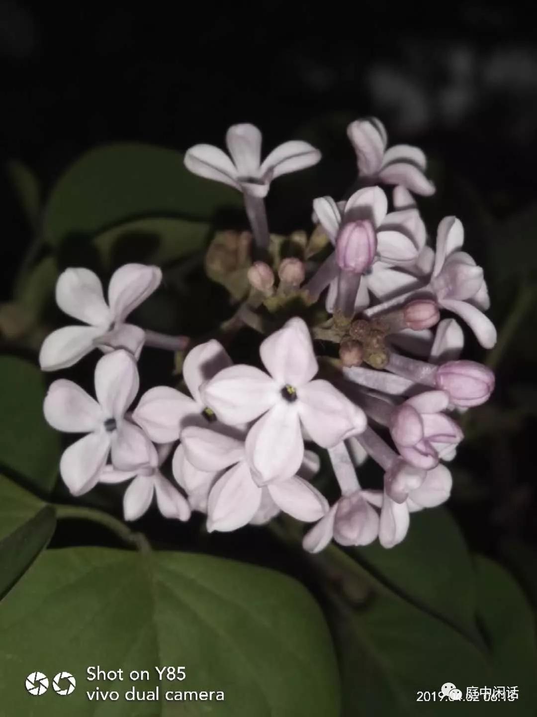 新蕾公园芍药,新蕾公园有什么树