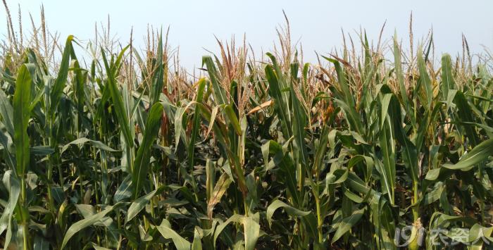 河南适合种植高产玉米,玉米高产高效种植技术