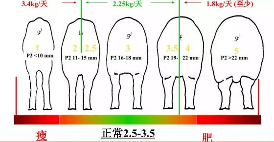 如何提高一胎母猪采食量,母猪产后饲喂量怎么掌握