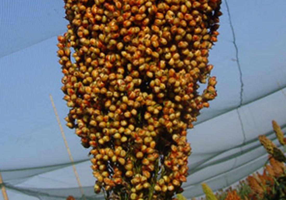 高粱高产高效栽培技术有哪些,高粱的种植田间管理和病虫害防治