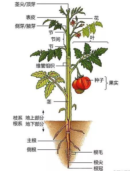 植物行测常识汇总,公考生物常识笔记大全
