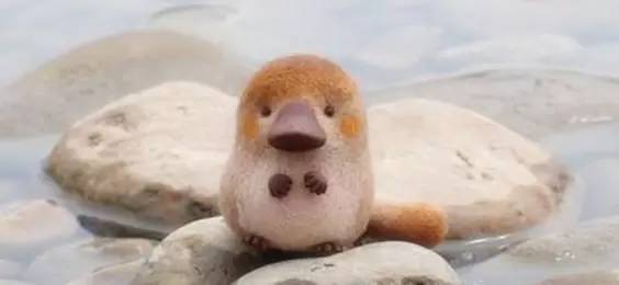 世界最罕见的十个杂交动物,不忍直视世界罕见的十大变异动物