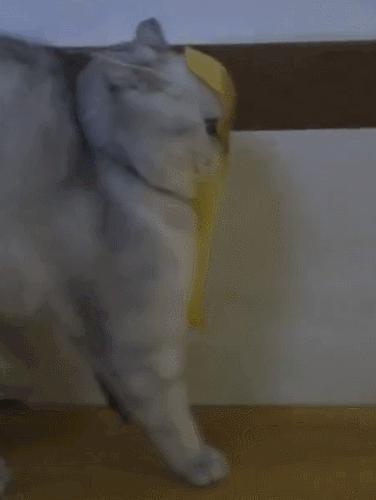 网红绑猫*藏西**骑行求关注,遭网友质疑回怼:比在家里刺激多了