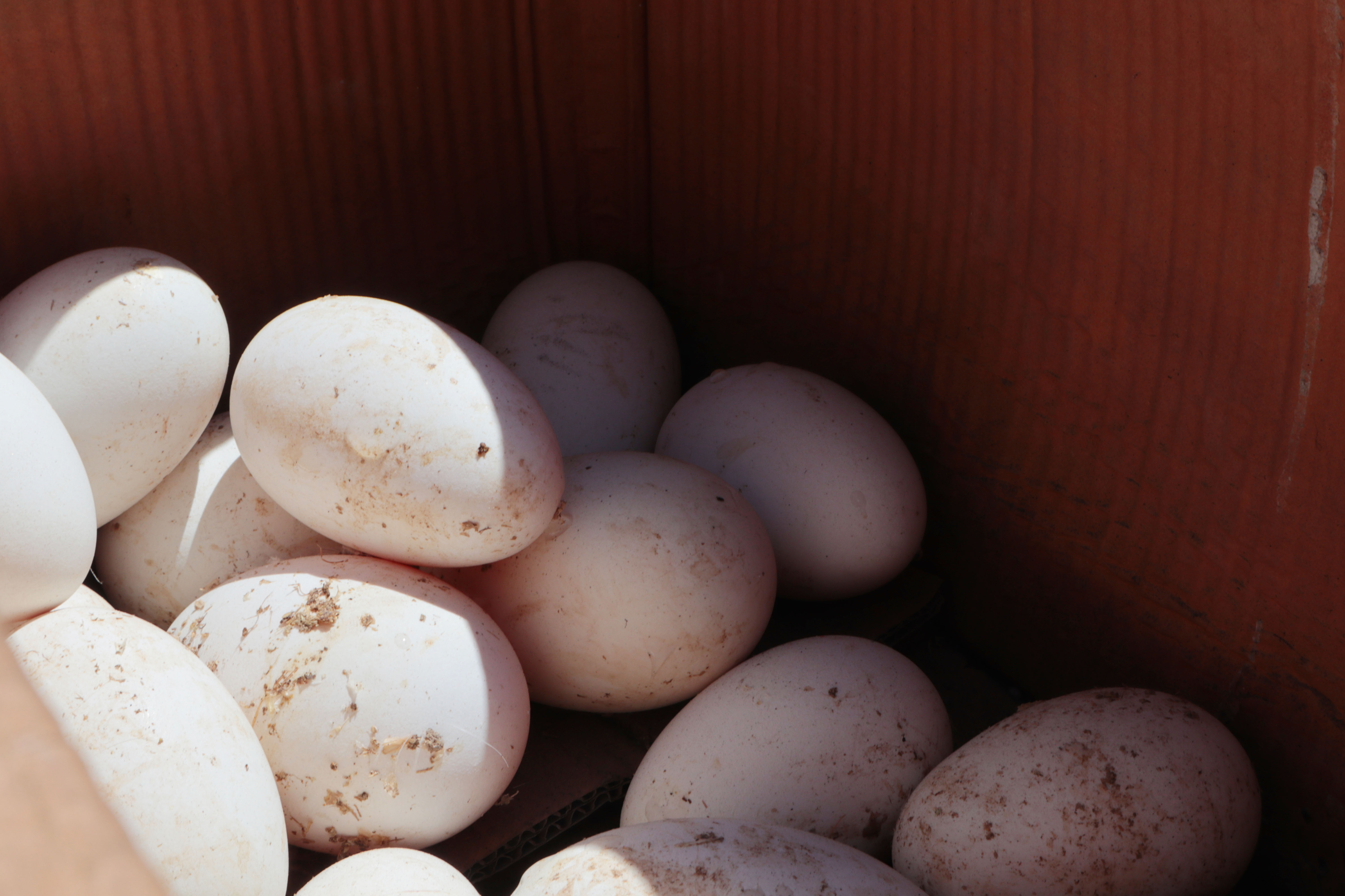 老鹅蛋鸭蛋怎么腌,腌制老鹅蛋的做法