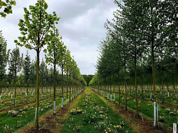 苗木的支撑方式有哪些,苗木特征怎么描述