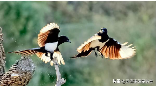 喜鹊枝头叫喜事已来到,喜鹊叫喜事到主人高兴