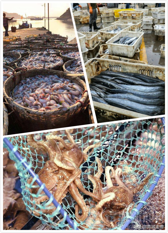 胶东八带家庭做法,胶东人喜欢吃的菜