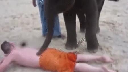 云南小象顽皮,小象宝宝为什么这么淘气