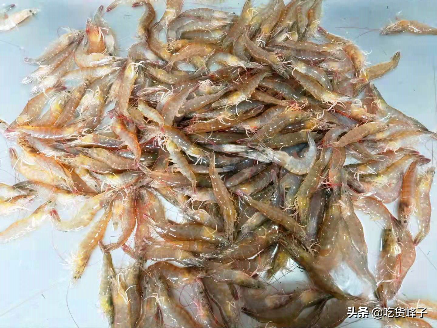 冷冻虾解冻后和鲜虾的区别,鲜虾直接放冰箱冻起来