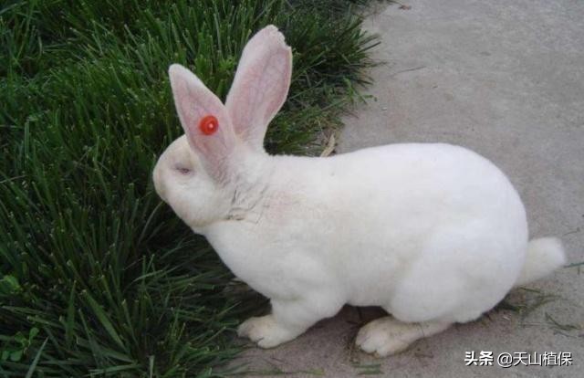 创业养兔现在一只肉兔种兔多少钱,肉兔养殖致富吗