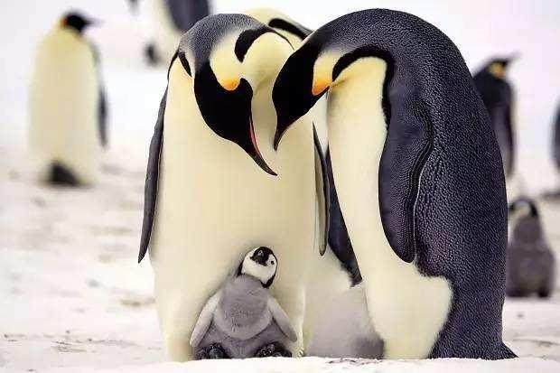 北极有北极熊，南极有企鹅，它们为何要在极地生存？两极外还有吗