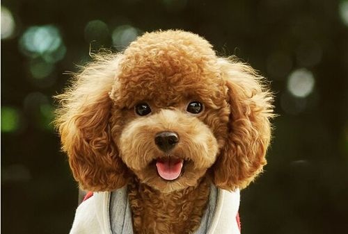 泰迪感冒吃什么见效快,泰迪感冒了要怎么照顾