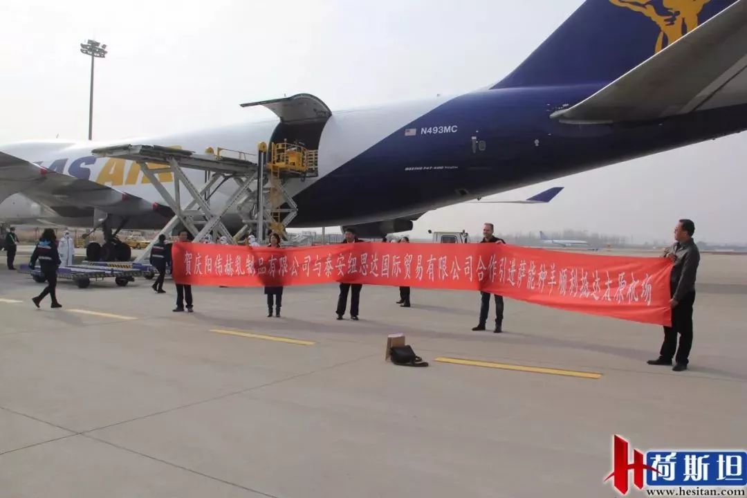 近1000只澳洲“羊妞”乘专机空降太原2018年已连续引进三批次