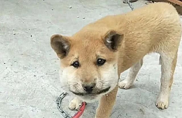 心疼那些被蜜蜂蛰到的狗狗,狗柴犬被蜜蜂蜇