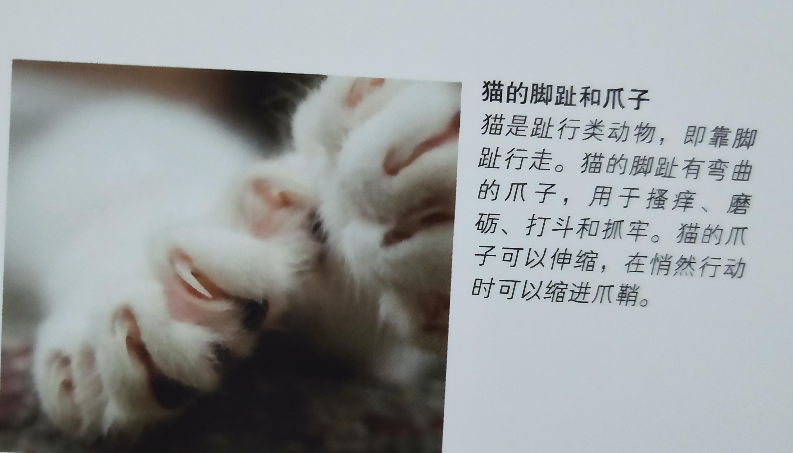 有些人家里养了非常多的猫咪,很多人都养猫咪的原因