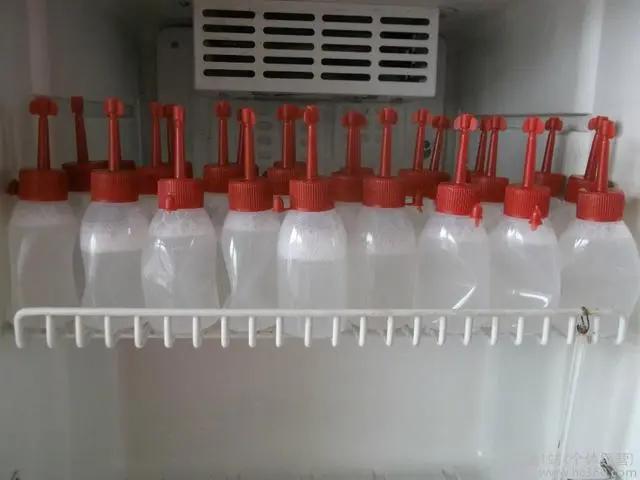 为什么母猪会出现不孕症？这七个原因最为常见