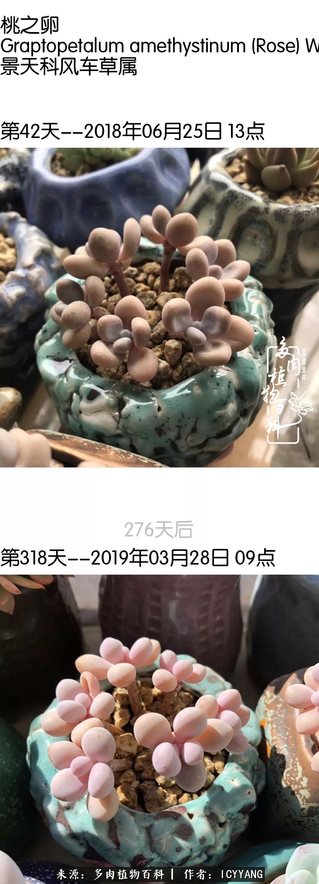 多肉隔着玻璃晒太阳效果好吗,隔着玻璃养的多肉照样长得好