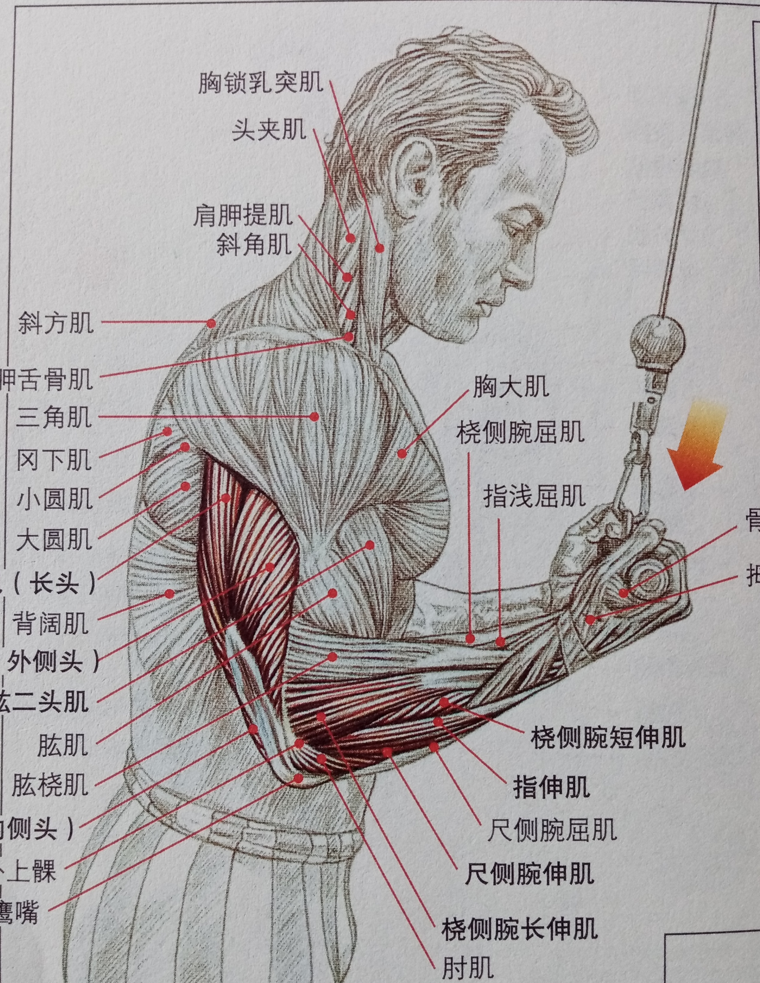 练肱三头肌会使手臂更粗吗,肱三头肌细怎么变粗
