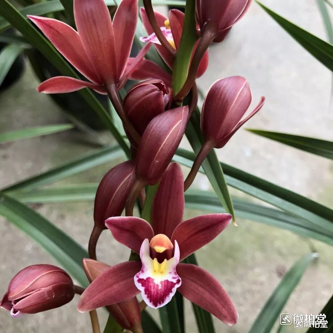 哪种兰花最好养四季开花又很香,春节养什么兰花最香好看