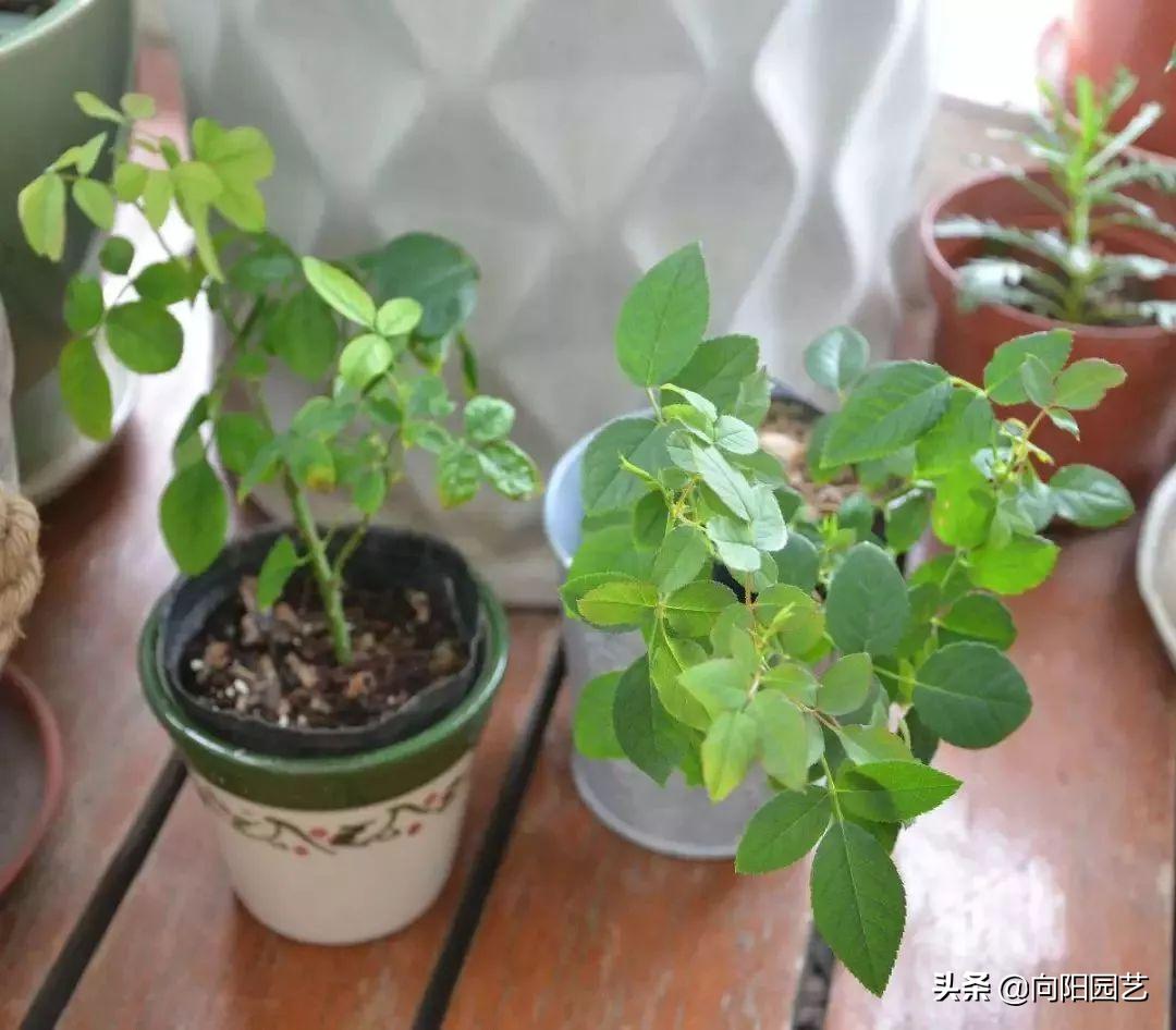 冬季绿植黄叶黑斑怎么解决,冬天植物叶子发黄怎么办