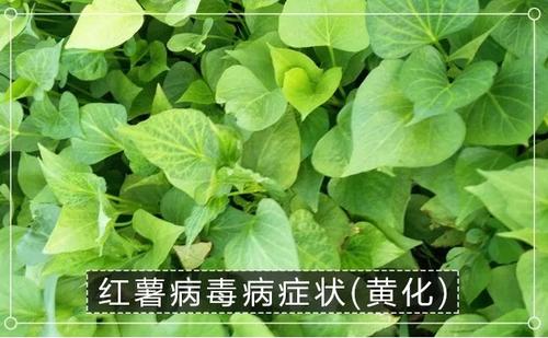 红薯病虫害大全,红薯病虫害大全图片