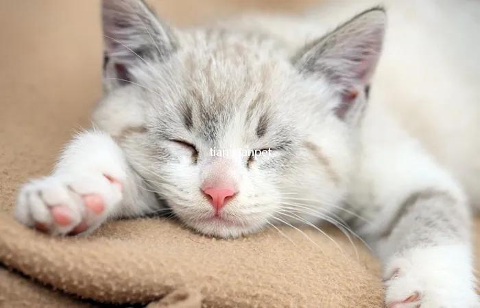 小猫咪一直打呼噜,小猫咪爱打呼噜