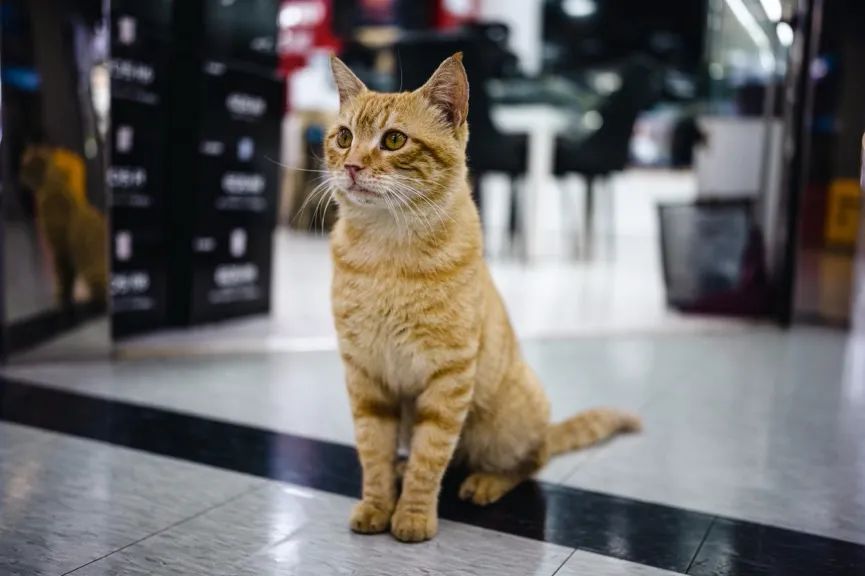 永诺yn35mmf2n和50mmf1.8n,永诺yn14mmf2.8评测