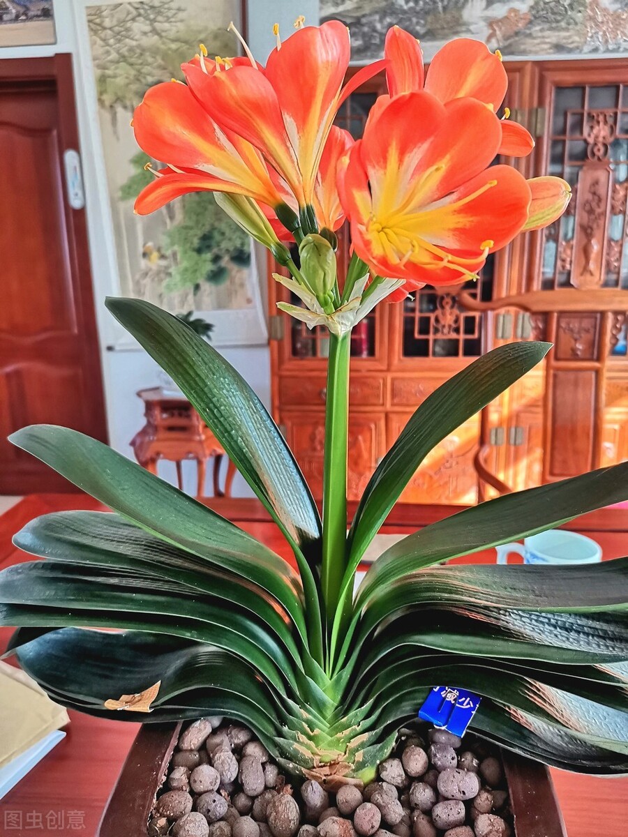 君子兰夏天的养殖方法和技巧,君子兰如何度夏最好养