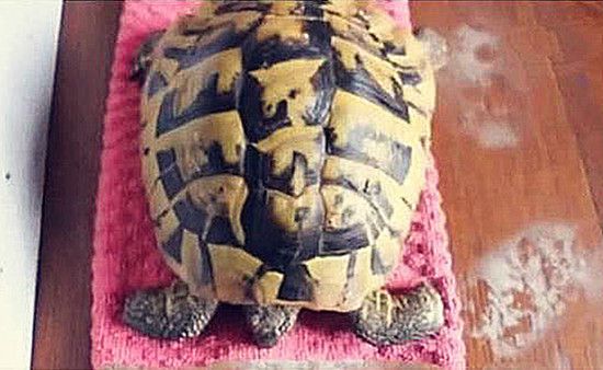 乌龟迟迟不能冬眠会不会饿死,乌龟冬眠一直不爬出来