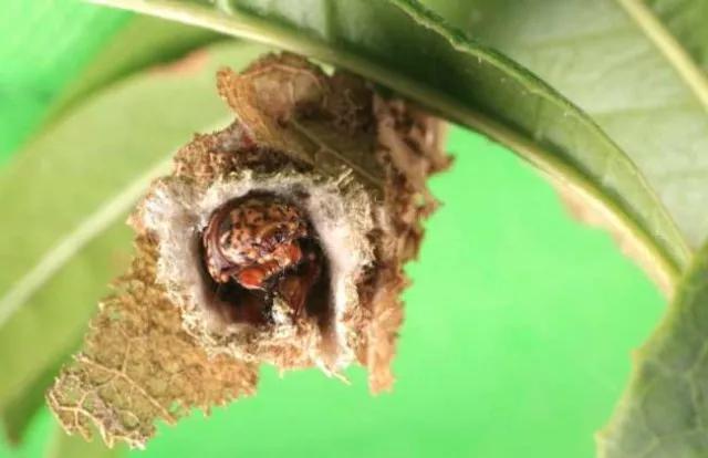 柑橘12月有什么病害虫害,柑橘全年病害虫害最新防治方法