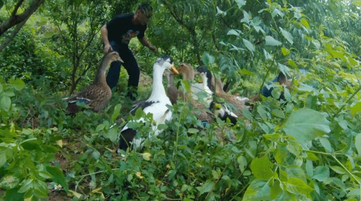 超有鸡味的阳山鸡,广东阳山鸡口感如何