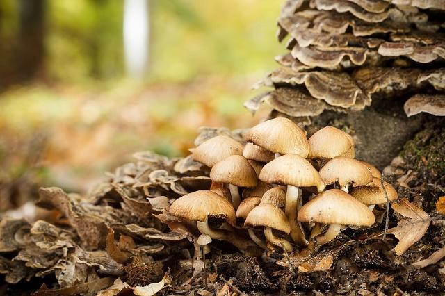 食用菌生产中的病虫害有哪些,食用菌种植方法及注意事项