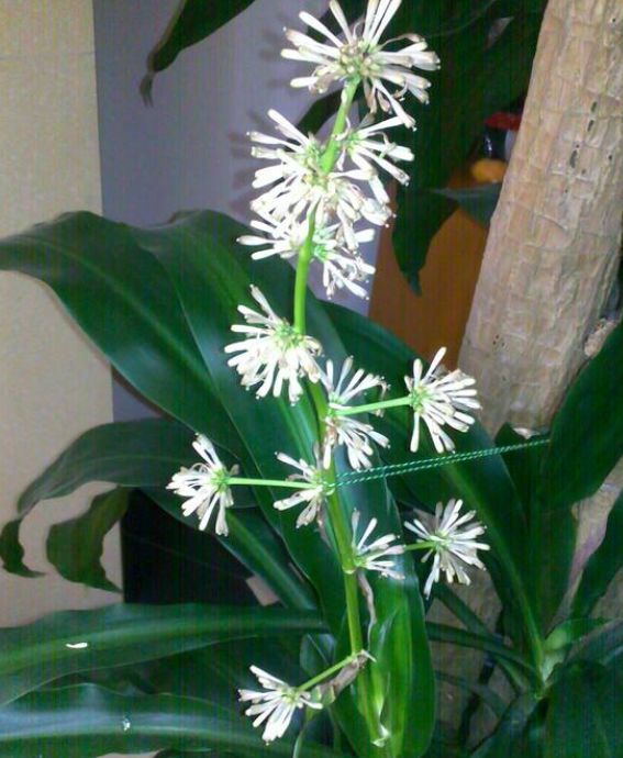 巴西铁树发蔫,巴西铁树开花太香人受不了怎么办