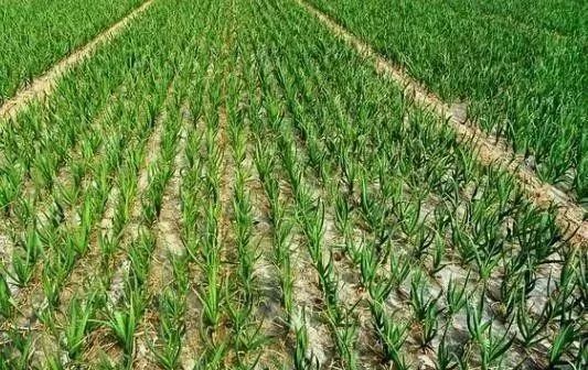 农村人致富门路有哪些,农村养殖种植与三农创业致富项目