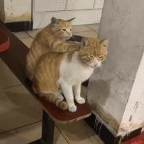 搞笑gif开心一刻我受了太多的委屈,开心一刻搞笑gif图