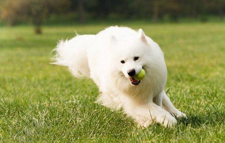 宠物狗寿命排行榜,宠物狗品种大全寿命排名