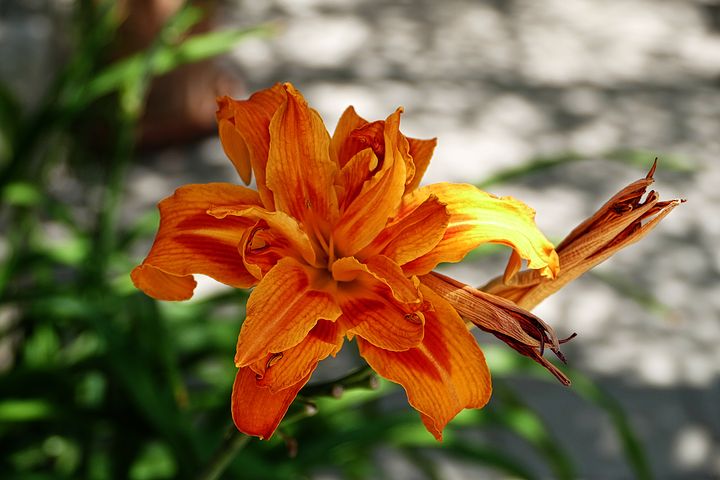 百合紫苏饮的功效,百麦安神饮配方大全