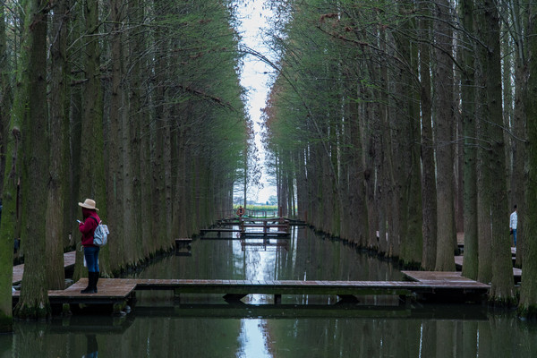 踏春赏花拍美景,踏春赏花逛湖