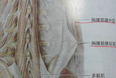 触诊是什么意思,触诊的意义