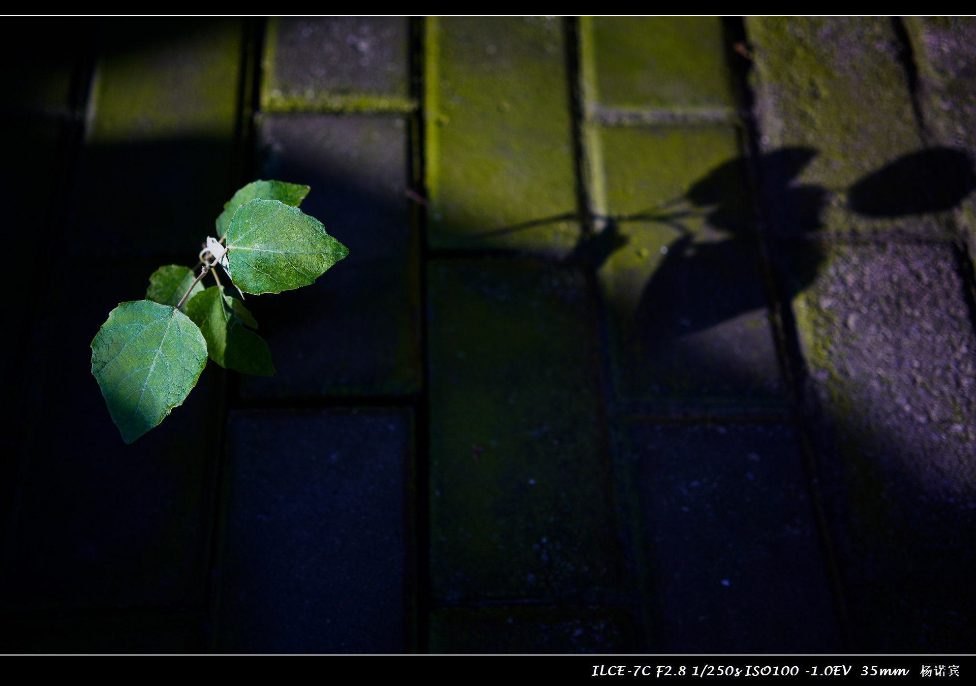 SONYA7C体验至上丨首次拍摄评测