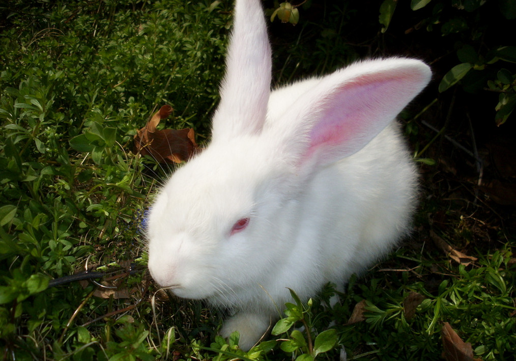 为什么兔子是三瓣嘴，而且特别爱磨牙？