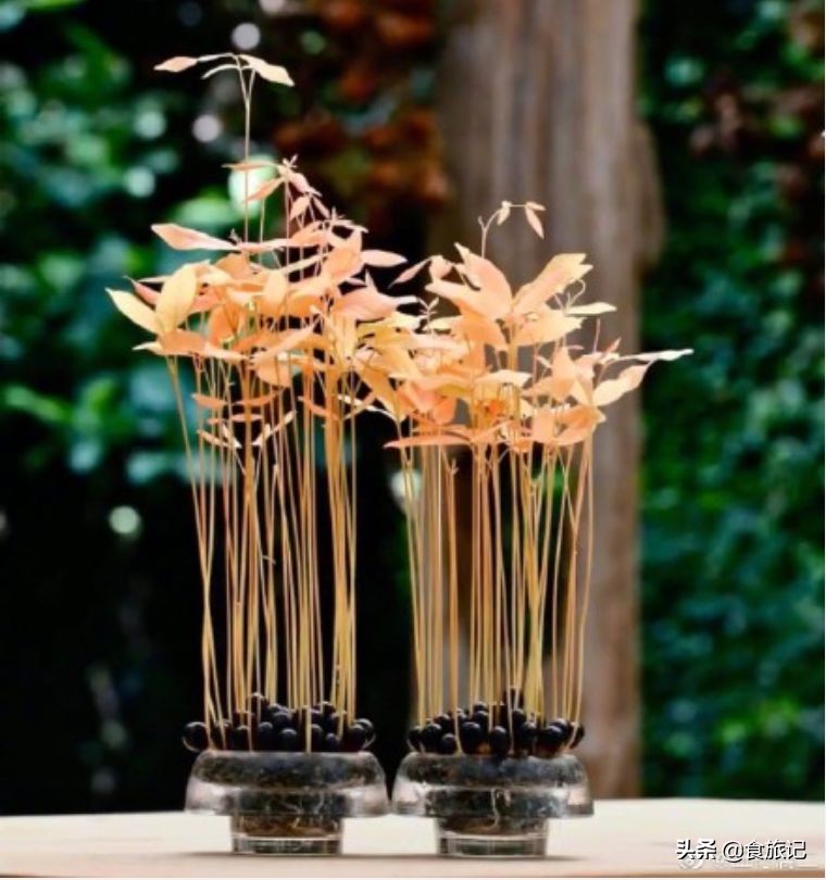 吃完的果核不要扔,吃完的水果核可以扔在土里吗