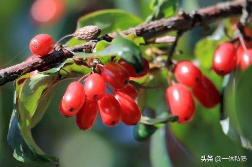 养血滋阴的茶有哪些,滋阴养血的茶都有什么呢