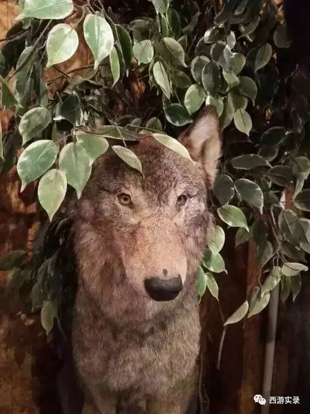 去乌克兰当志愿者能落户吗,乌克兰志愿兵