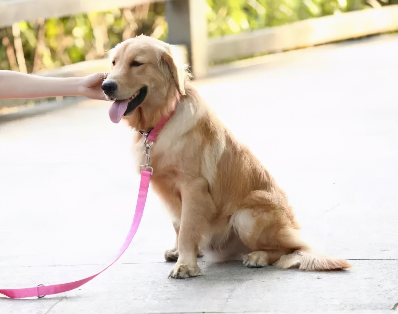 公犬和母狗哪个更好训练,田园犬养母狗好还是公狗好