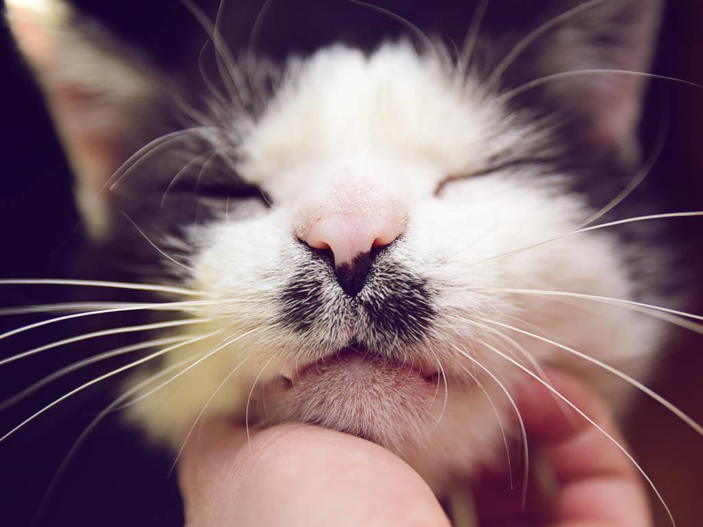 猫碗老不刷有什么危害,猫碗不洗猫吃了会怎么样