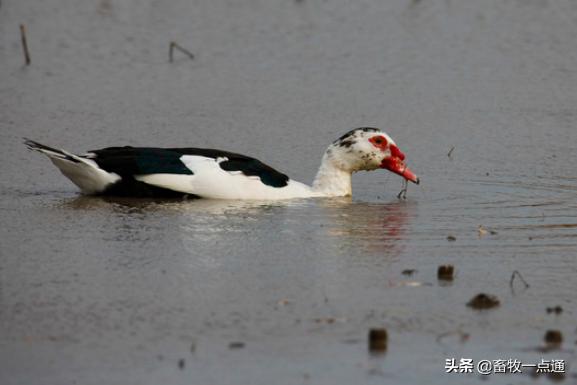 肉鸭的部位及有哪些特点？