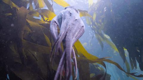 人鱼情未了在线阅读,人鱼情未了电视剧免费观看