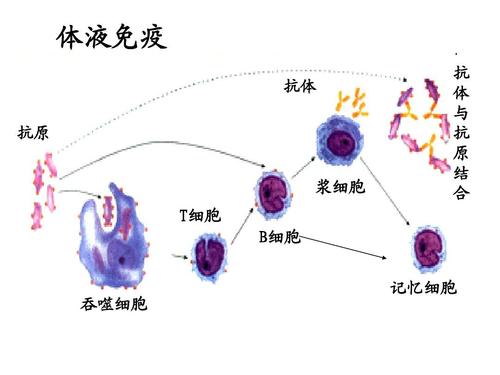 中国生物特异性免疫球蛋白,特异性免疫球蛋白多少钱