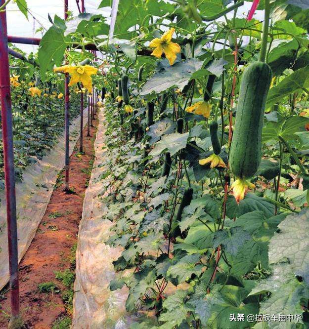 氯溴异氰尿酸90%的好还是50%的好,氯溴异氰尿酸50%和90%农用哪个好